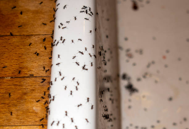 Best Commercial Pest Control Services  in Montrose, PA