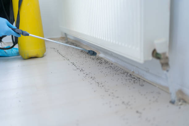 Best Rat Extermination Near Me  in Montrose, PA